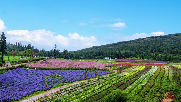 機(jī)構(gòu)改革層層遞進(jìn)：鄉(xiāng)村振興局劃入農(nóng)牧廳，外專局轉(zhuǎn)隸人社廳